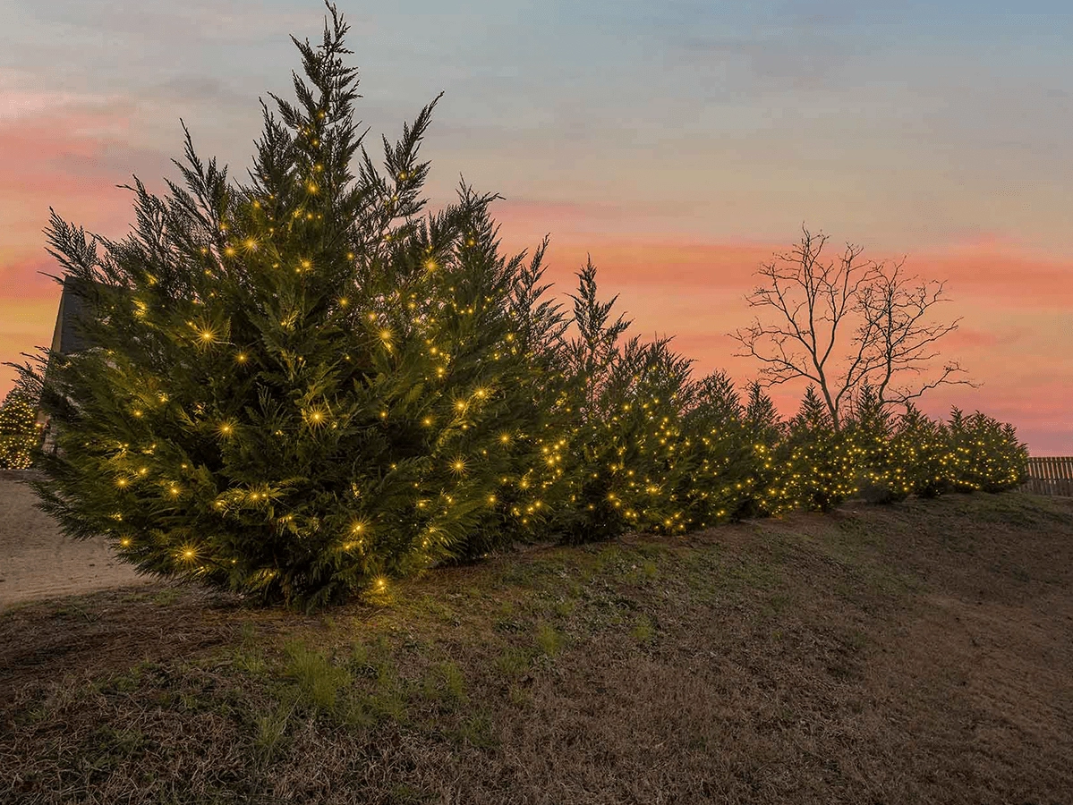 Professional holiday lighting