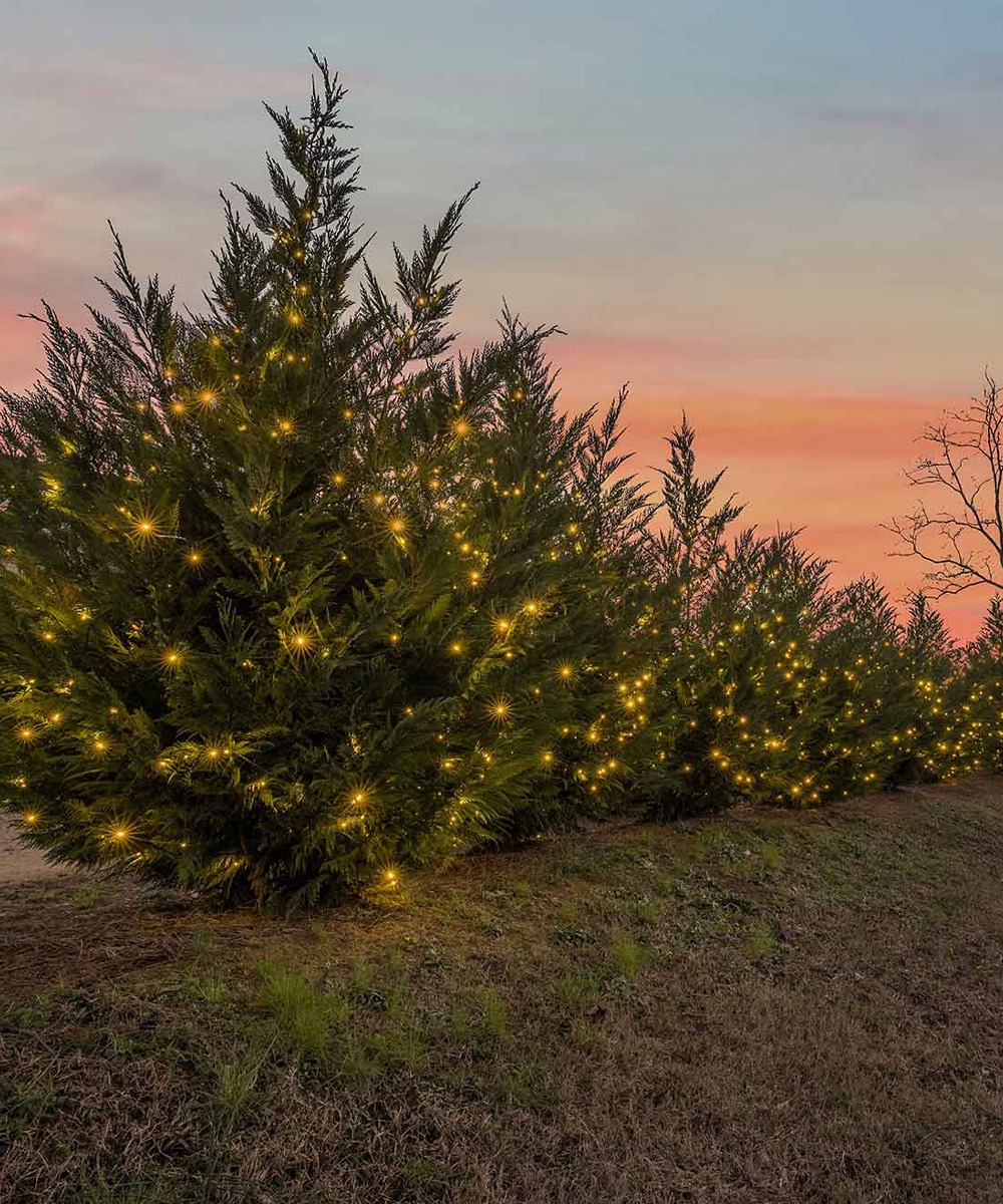 Christmas trees wrapped in lights at sunset